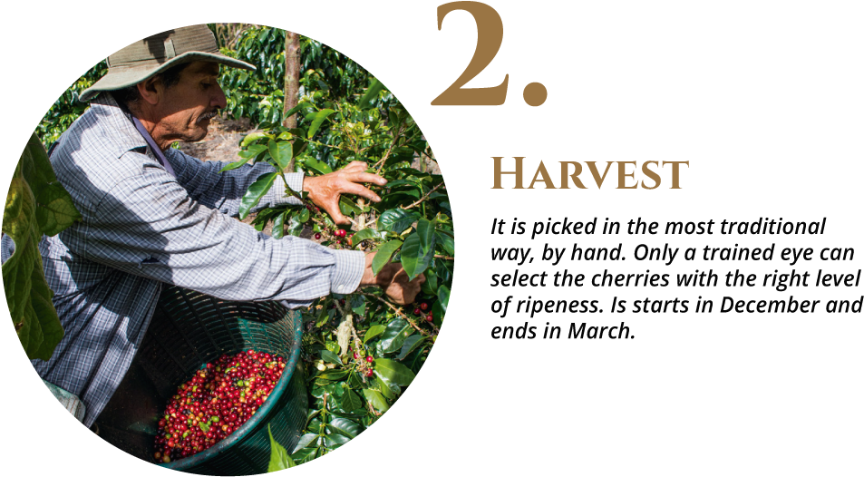 Coffee Production Process - Tree (992x560), Png Download