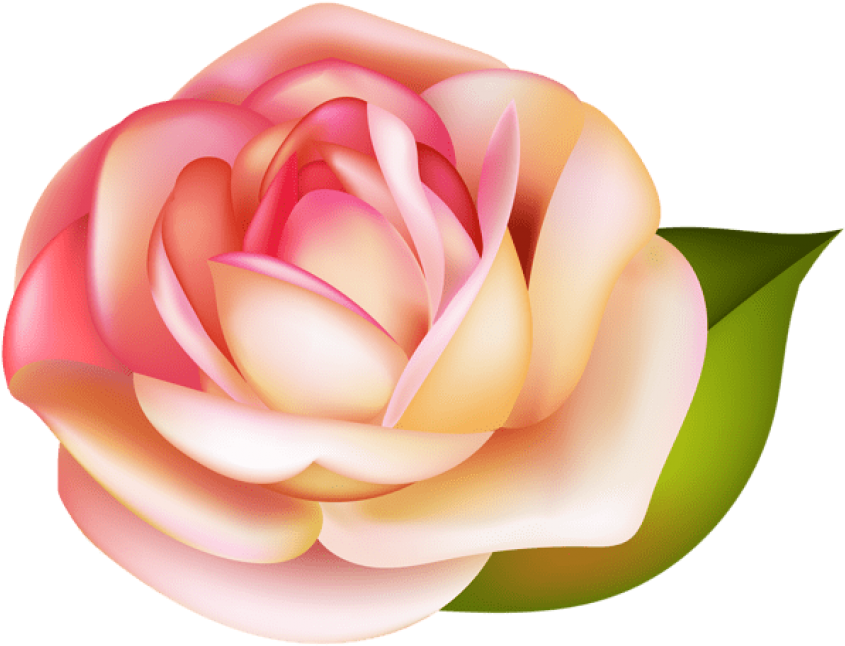 Free Png Rose Png Images Transparent - Portable Network Graphics (850x665), Png Download