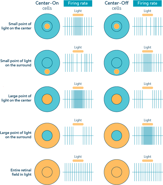 This Image Shows Differing Firing Rates Of Cells With - Circle (660x750), Png Download