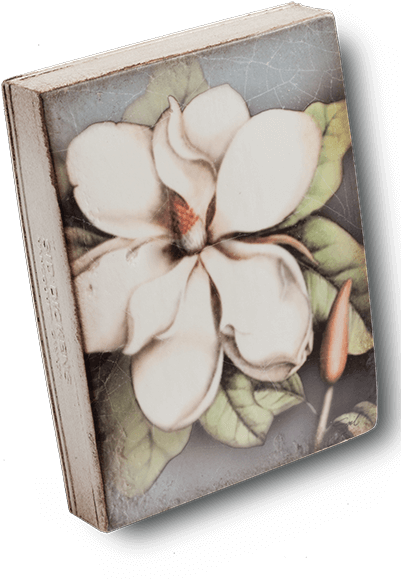 Magnolia - Frangipani (900x900), Png Download