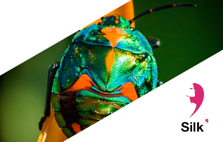 Rebecca Silk Allies The Grace Of A Natural Paper With - Leaf Beetle (714x456), Png Download