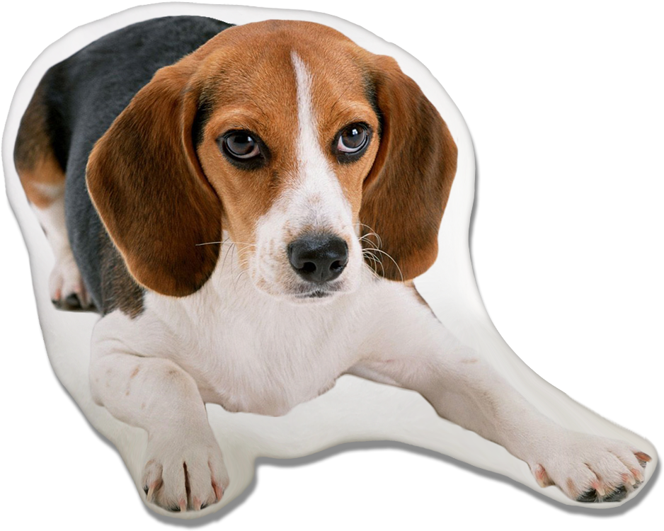 Beagle Dog Pillow - Beagle Puppy With Big Ears (970x793), Png Download