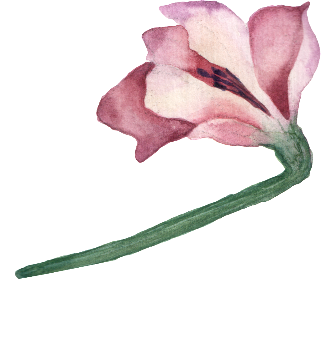 Pintado Cartoon Magnolia Png Transparente - Lily (1024x1129), Png Download