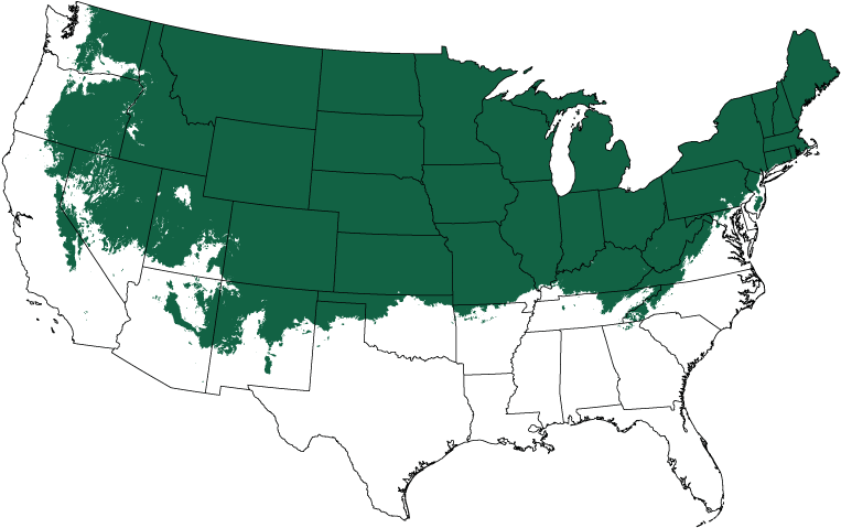 Quaking Aspen - Vector United States Png (800x510), Png Download