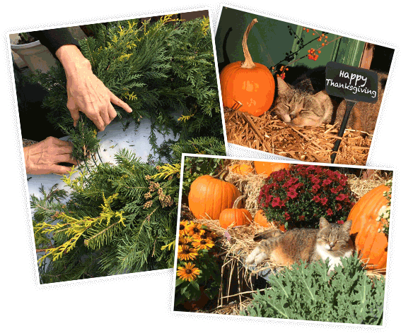 Christmas Shop - Christmas Ornament (600x532), Png Download