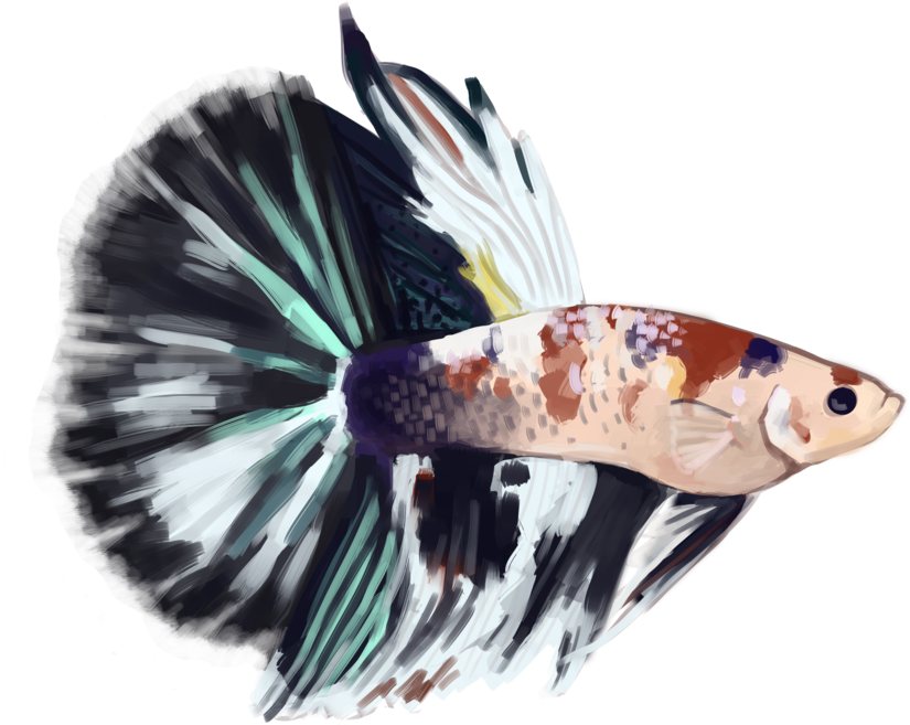 Tide Pod, My Halfmoon Koi Show Betta That I Bought - Lionfish (1280x960), Png Download