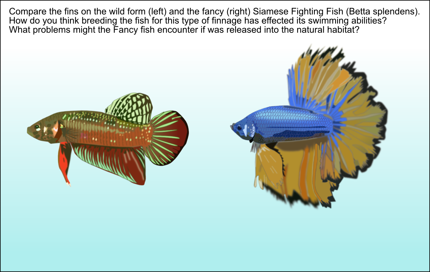 Answer The Paddle Tail On The Wild Form Of The Siamese - Invertebrate (1505x952), Png Download