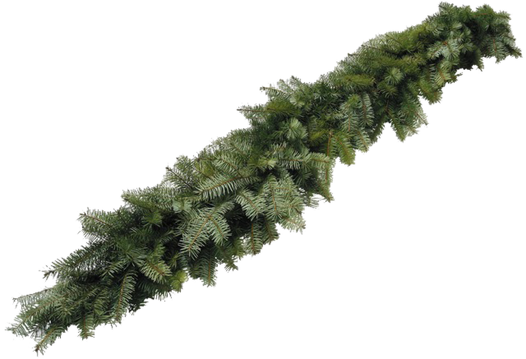 Best Christmas Trees, Christmas Trees Lafayette, Christmas - Shortleaf Black Spruce (768x524), Png Download