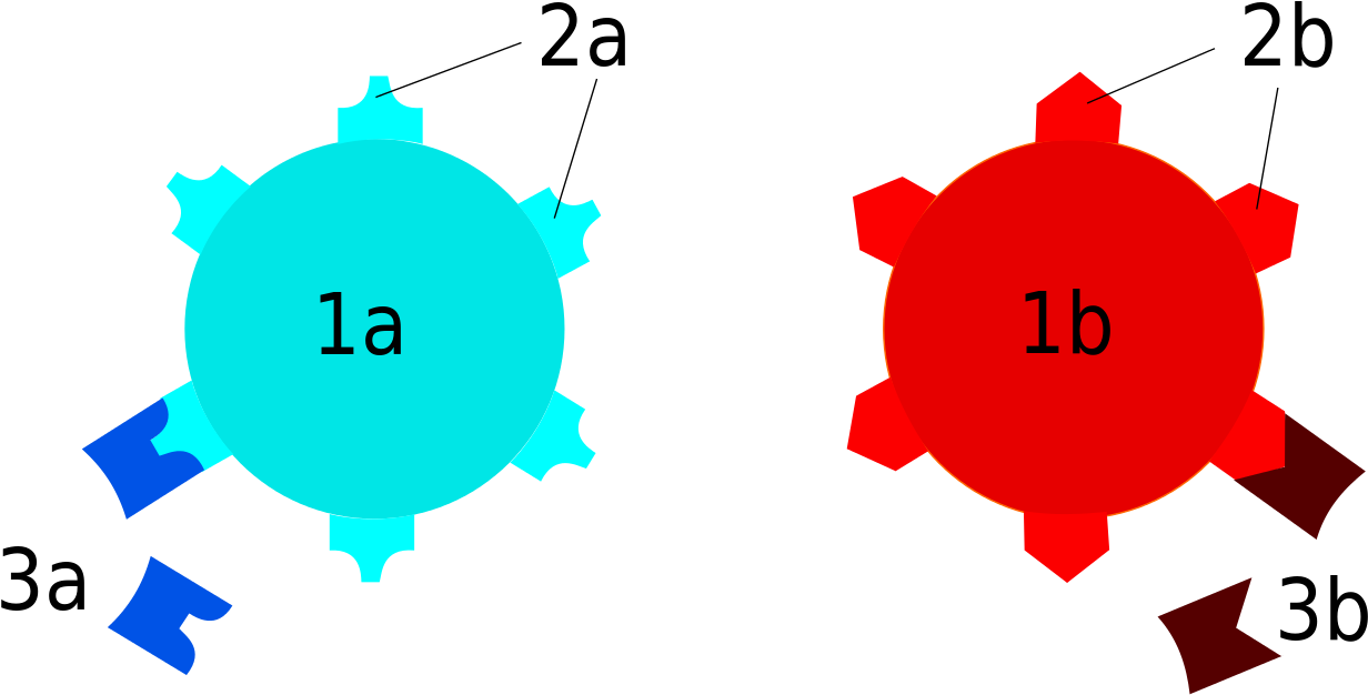 Serotypes Antibody Versus Antigen - Antibody And Antigen (1280x658), Png Download