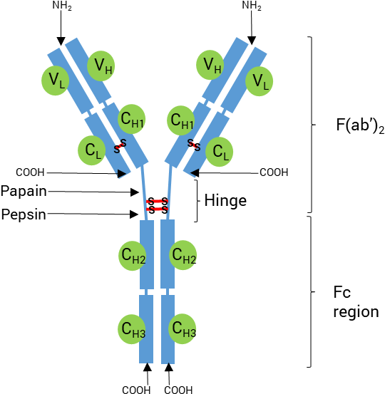 Schematic Structure Of An Antibody - Diagram (590x578), Png Download