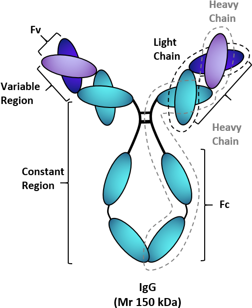 Tebu-bio's Monoclonal Antibodies - Therapeutic Monoclonal Antibodies Types (547x652), Png Download