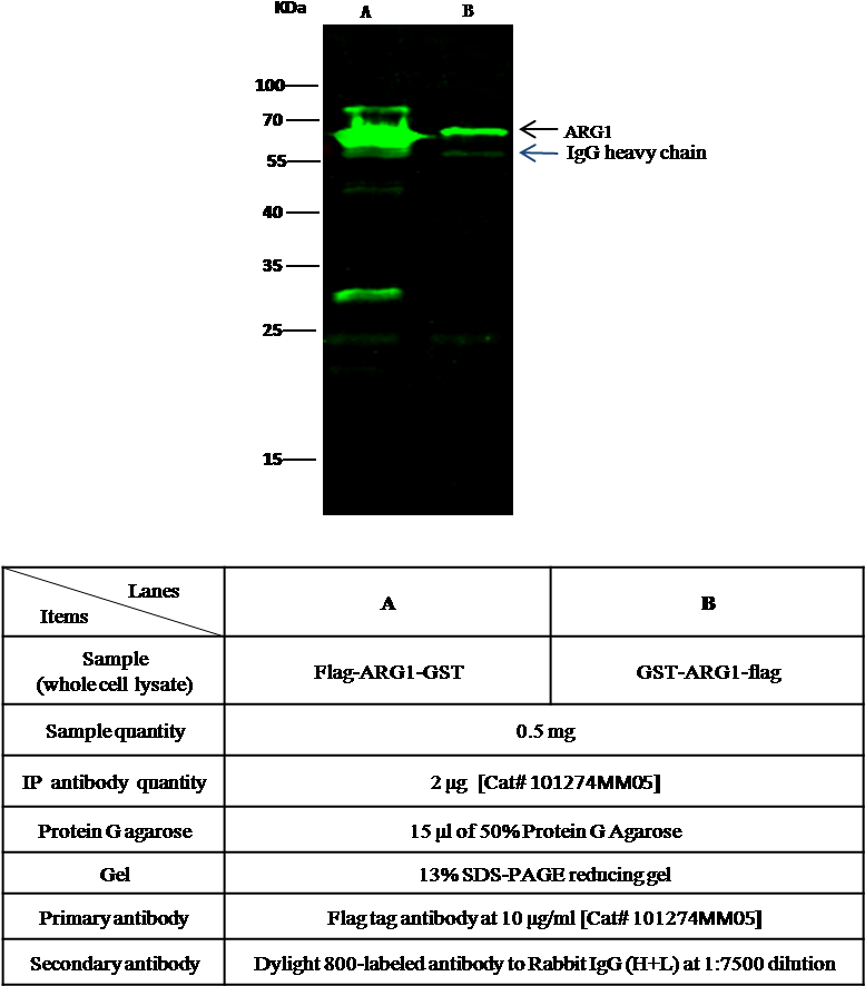 Anti-dykddddk Antibody (mouse Monoclonal Antibody) - Flag Western Blot Odyssey (797x911), Png Download