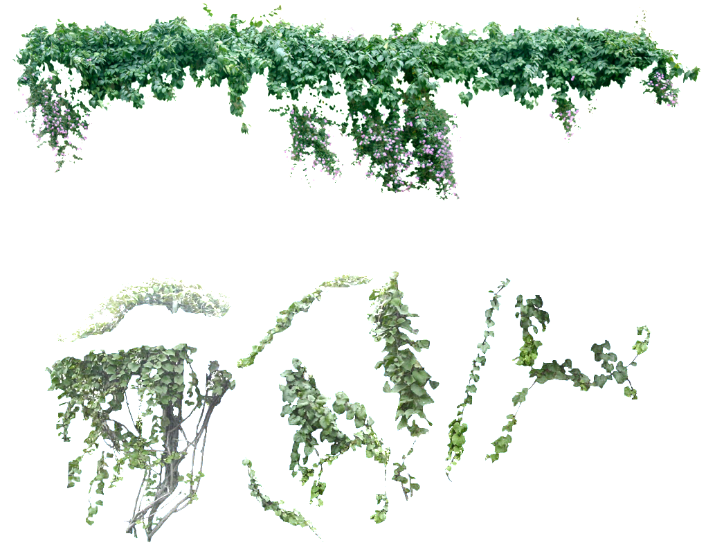 Vine Png - Liane Png (1024x1024), Png Download