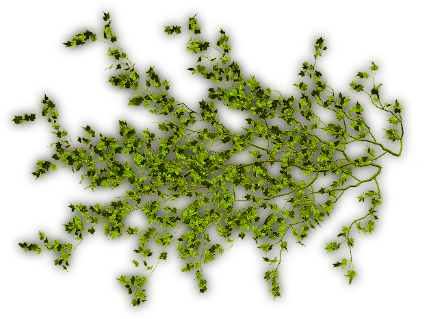 14 296k Creepers Lgreen F 06 Feb 2009 - Vine Climbing Plants Png (640x480), Png Download