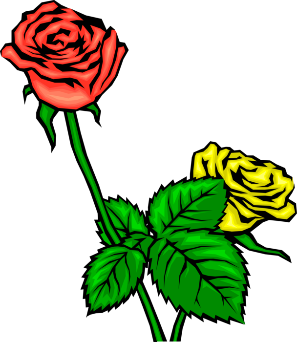 Vector Illustration Of Red And Yellow Flower Roses - Garden Roses (608x700), Png Download
