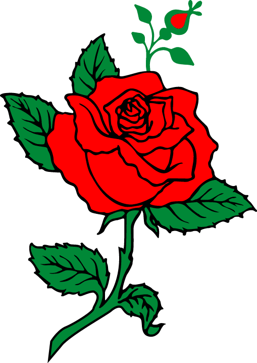 Rose - Rose Illustrator (509x718), Png Download