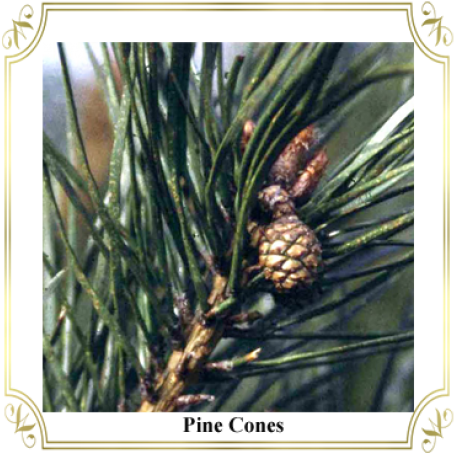 Pond Pine (492x705), Png Download