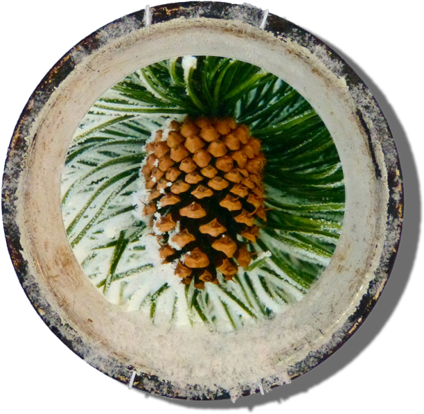 Lodgepole Pine (700x704), Png Download