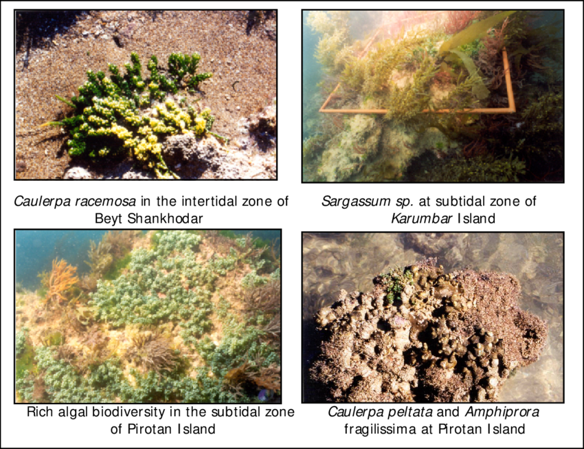 -marine Algae Of The Gulf Of Kachchh - Marine Biology (850x653), Png Download