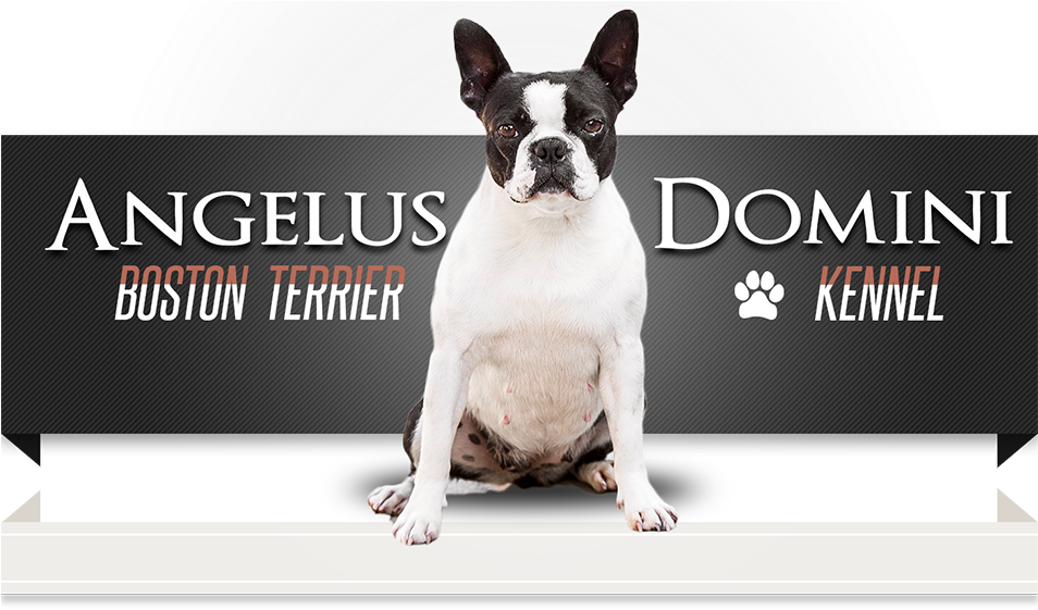 Nedeljkov Ágnes És Ljubiša - French Bulldog (953x567), Png Download