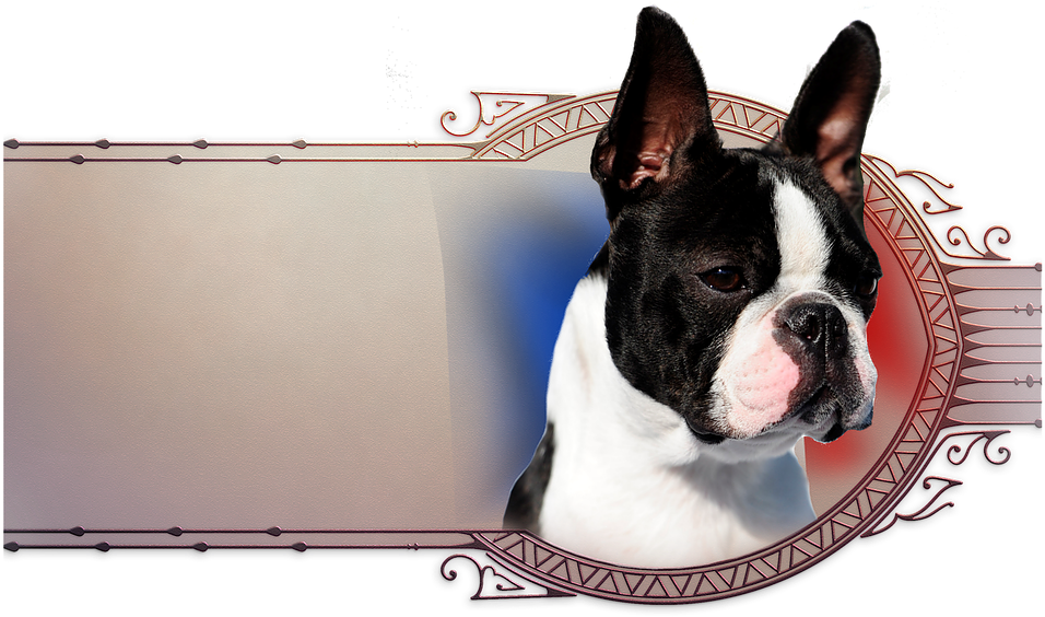 Sassy Pg - Boston Terrier (967x572), Png Download