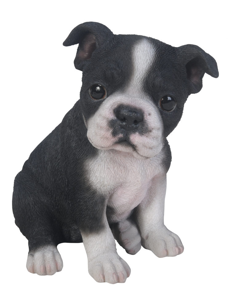 Boston Terrier Puppies (1000x1000), Png Download