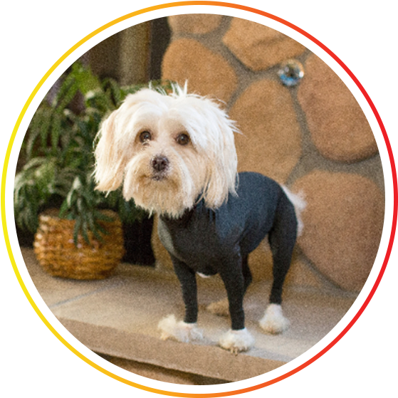 Maltese (600x600), Png Download
