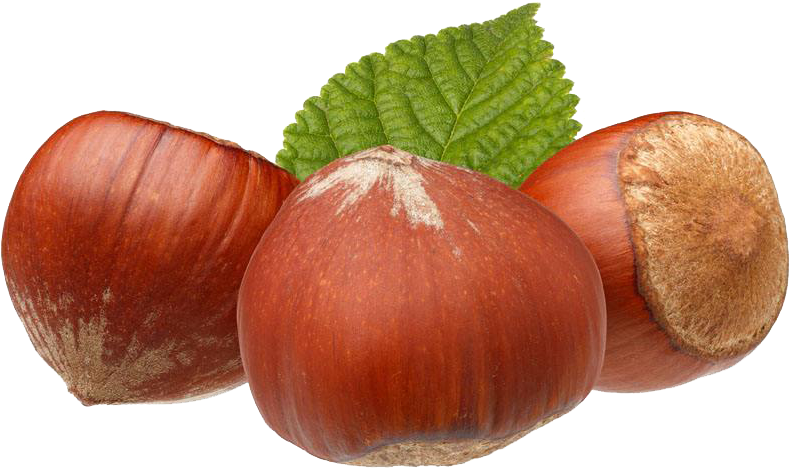 1000 X 727 3 - Chestnut (1000x727), Png Download