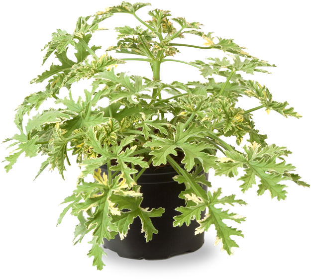 Munt Geranium (641x600), Png Download