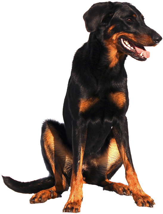 Isolated, Doberman, Dog, Sweet, Animal Portrait, Nature - Доберман Собака Пнг (547x720), Png Download