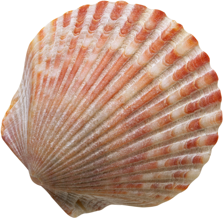 Фотки Seashell Tattoos, Seashells, Snail Shell, Scallop - Caracol De Mar Png (800x775), Png Download