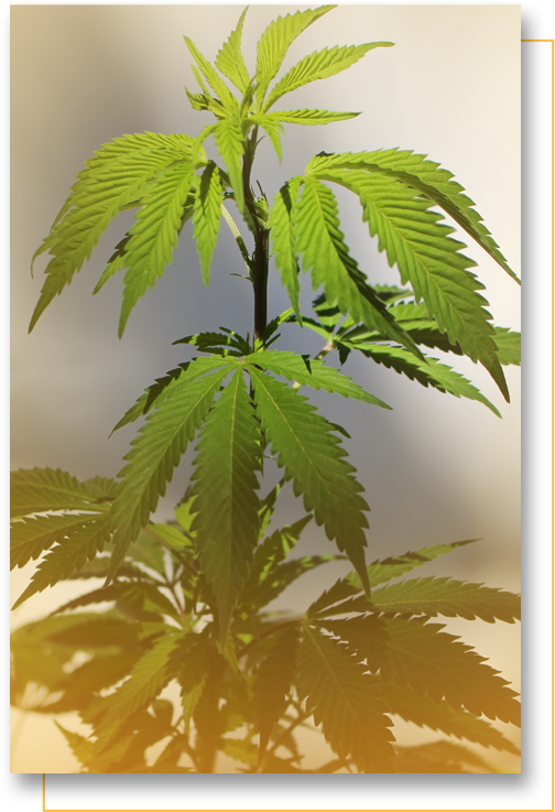 Why Choose Gold Leaf Label Plant - Fern (504x737), Png Download