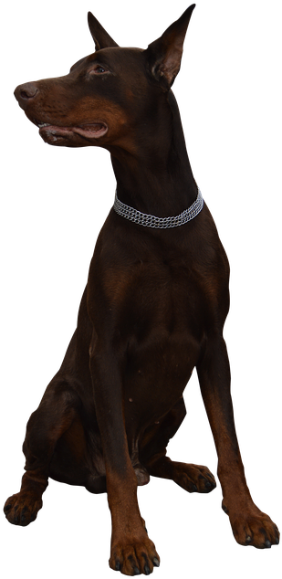 Dog, Doberman, Animal, Guard - Dobermann (479x720), Png Download