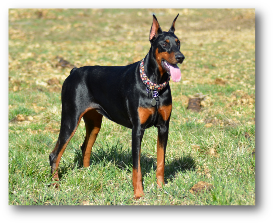 Annie - Dobermann (908x745), Png Download