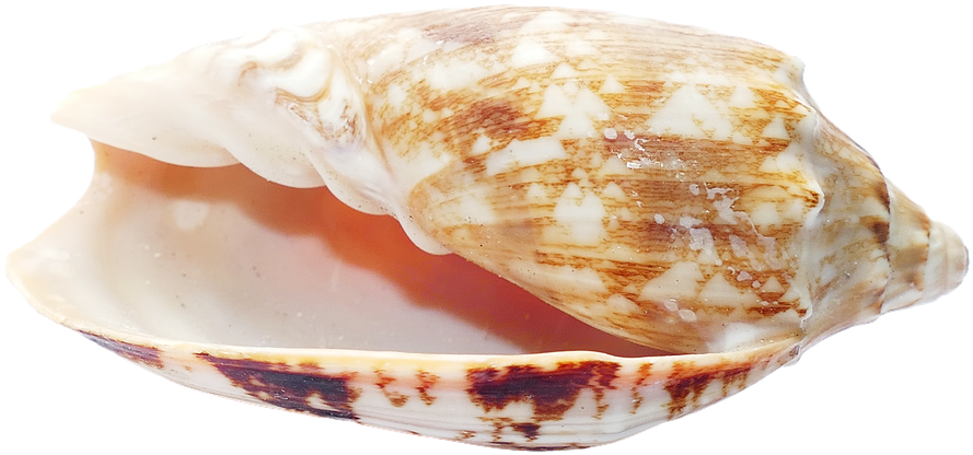 Sea, Shells, Ocean, Beach, Vacation, Sea Shells, Sand - Seashell (960x640), Png Download