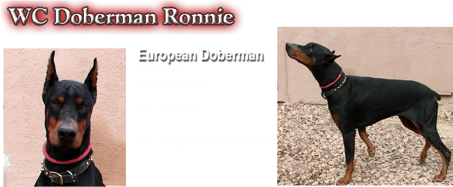 Dobermann (930x405), Png Download
