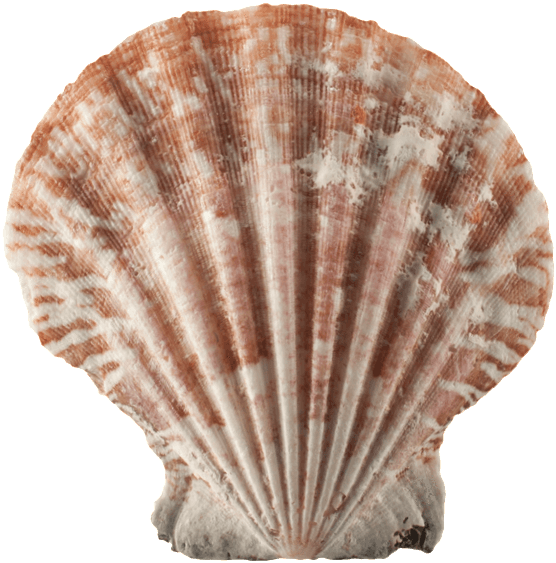 A Beachcomber's Favorite Find, Sea Shells Add A Decorative - Shell (575x575), Png Download