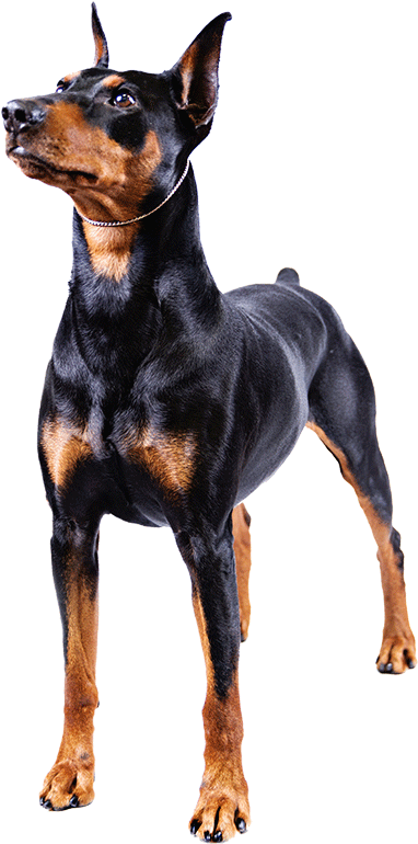 A German Pinscher Akc Breeds, Doberman Pinscher, Dog - Big Dog Short Tail (1170x780), Png Download