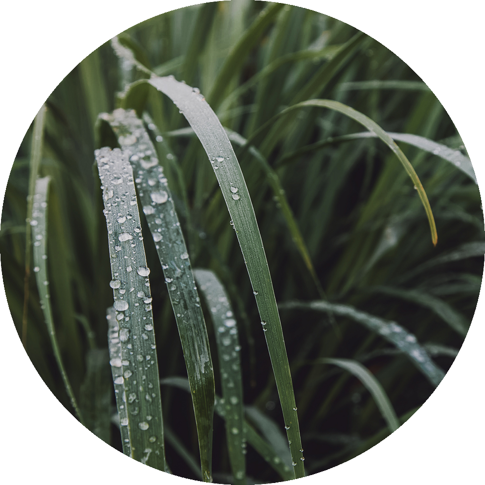 West Indian Lemon Grass - Wall Clock (977x977), Png Download