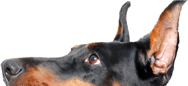 Doberman - Dobermann (930x338), Png Download