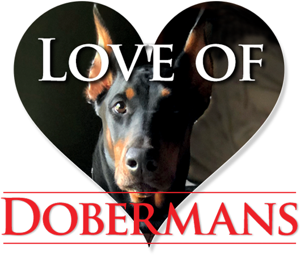 Friend Us On Facebook - Companion Dog (620x551), Png Download