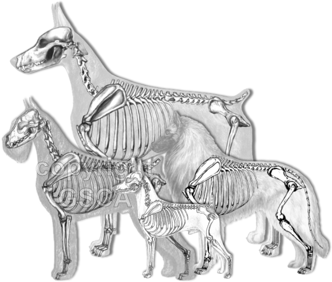 Illustrated Standard Drawings - Schnauzer Skeleton (649x552), Png Download