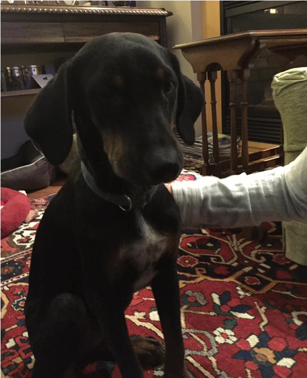 He Is A Mid Sized Doberman Cross - Companion Dog (800x750), Png Download