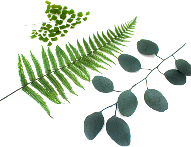 Stabilized - Acacia Greggii (664x664), Png Download