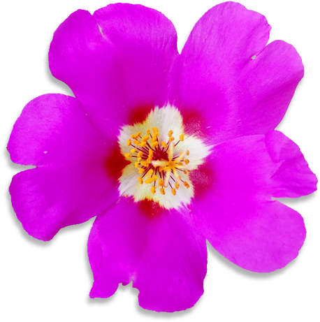 Moss Rose - Rock Rose (600x600), Png Download