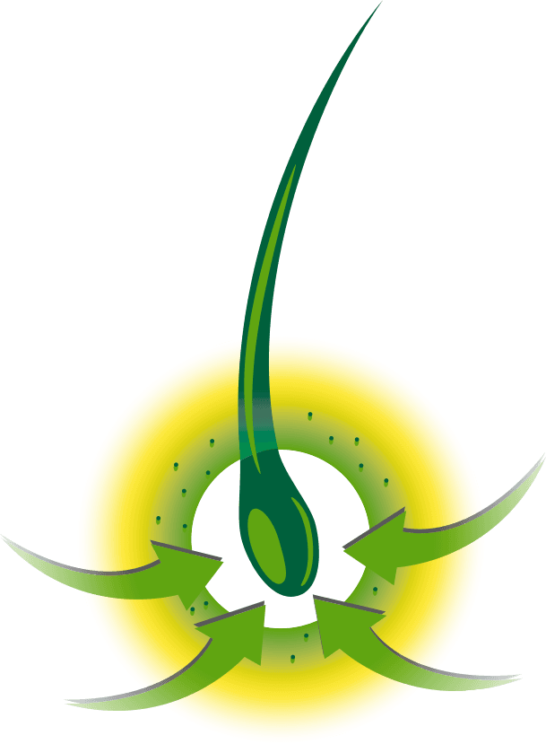 Hair Follicle - Graphic Design (609x829), Png Download