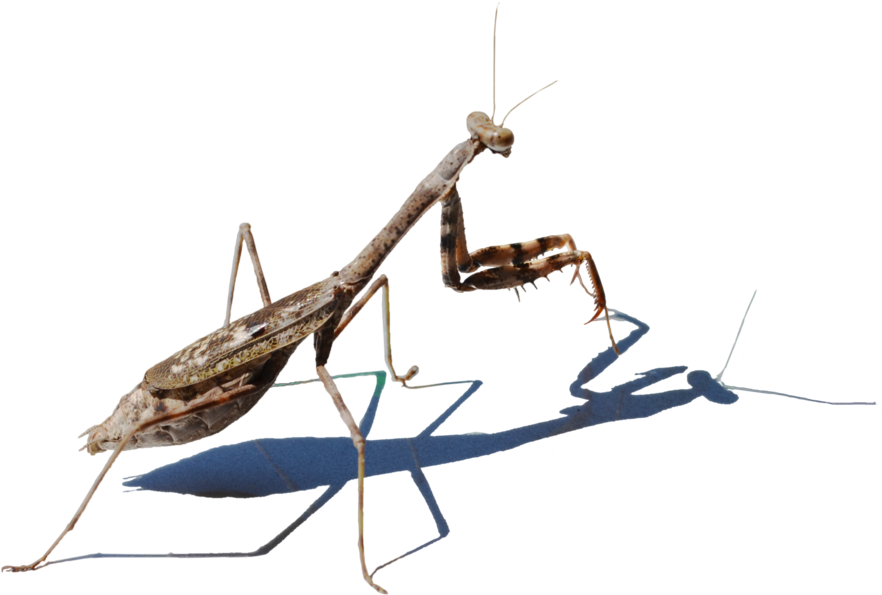 Mantis Png Picture - Stock Photography (1098x727), Png Download