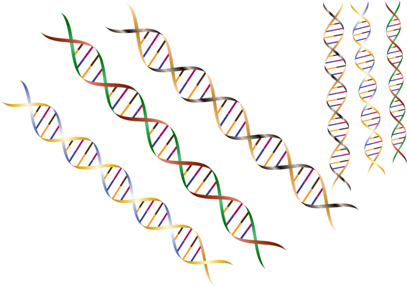 The Elements Of Nucleic Acids Science Trends - Dna Strand Border (800x565), Png Download