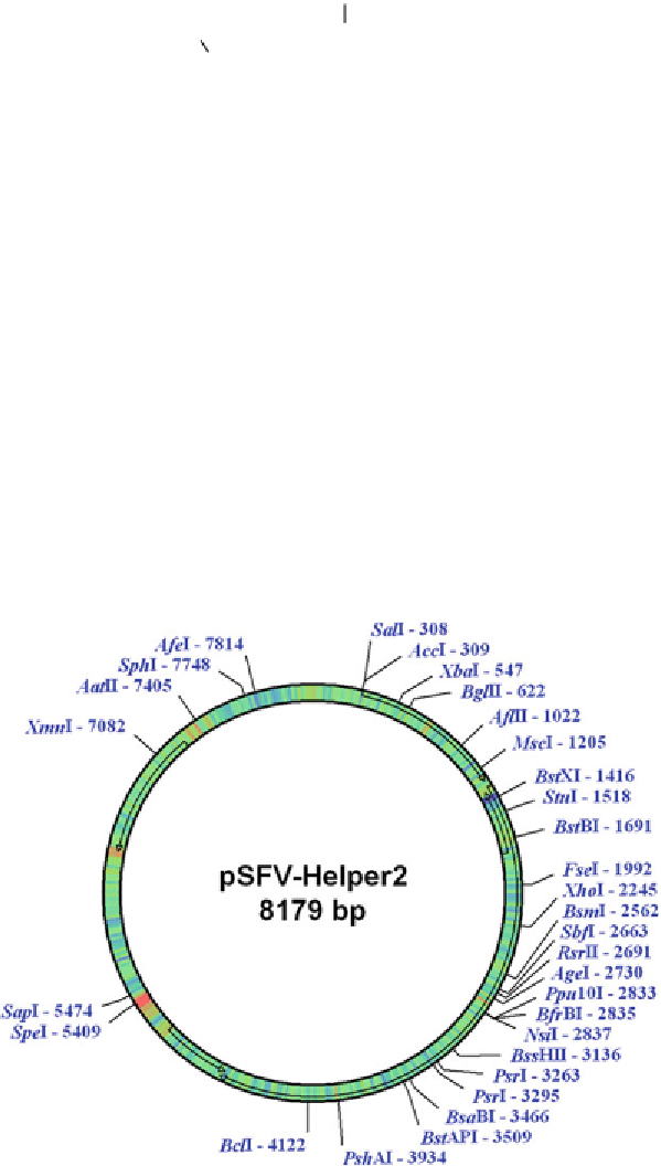 Viral Vector Approaches In Neurobiology And Brain Diseases - Circle (599x1056), Png Download
