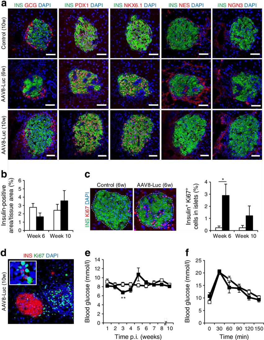 Induced Immunological Beta Cell Destruction Leads To - Diagram (850x1104), Png Download